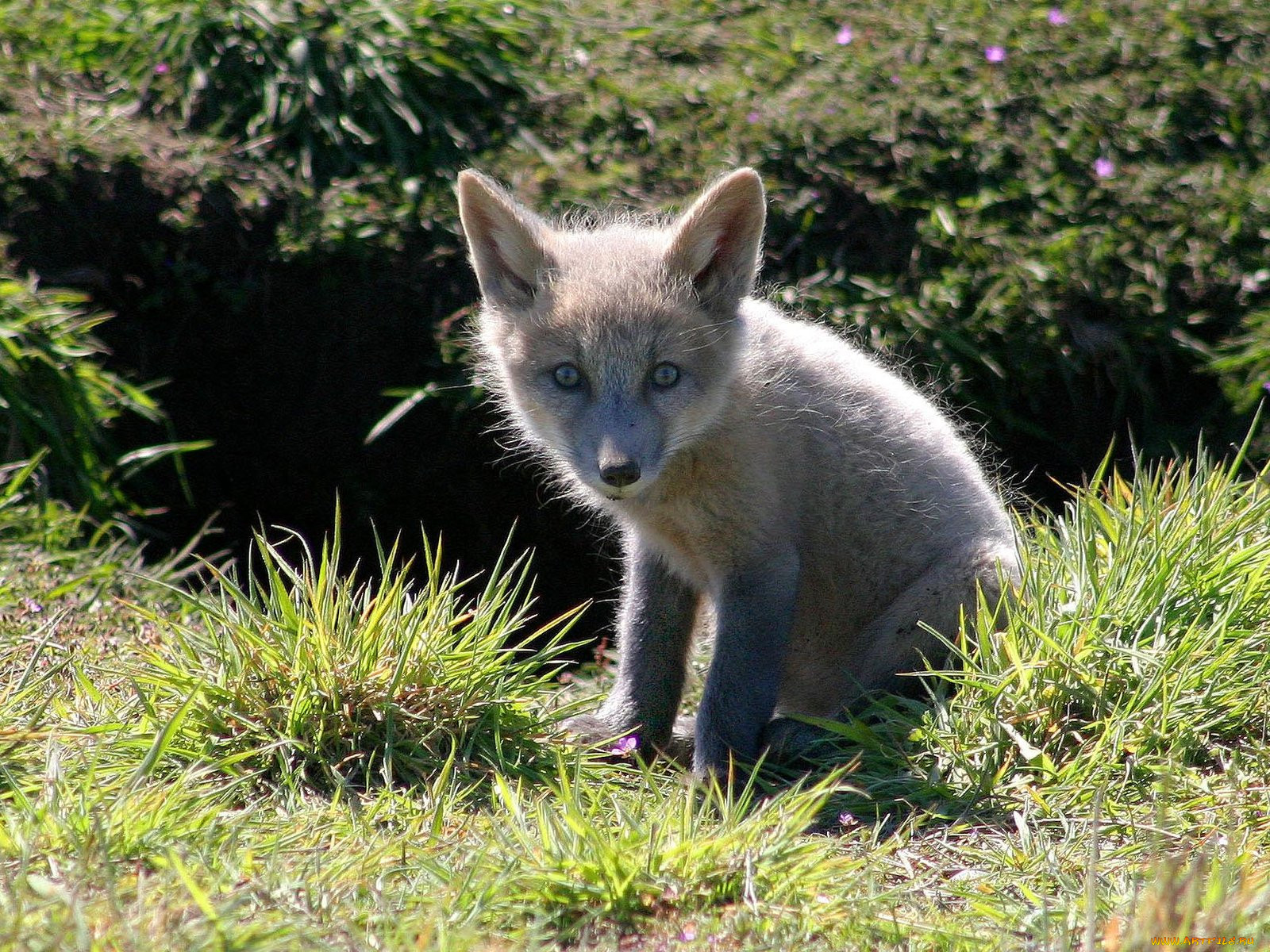 foxes, of, san, juan, island, 01, , 